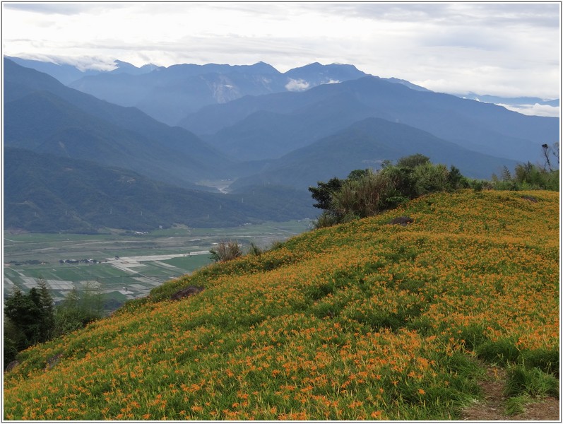 2013-08-12 17-38-36黃花襯青山.JPG